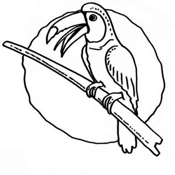 600x600 Kids Drawing Of Toucan Coloring Page Coloring Sun