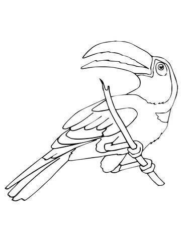360x480 Perched Toucan Coloring Page Free Printable Coloring Pages