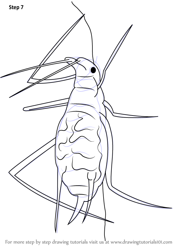 600x844 Learn How To Draw A Aphid (Insects) Step By Step Drawing Tutorials
