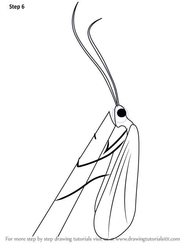 614x794 Learn How To Draw A Caddisfly (Insects) Step By Step Drawing