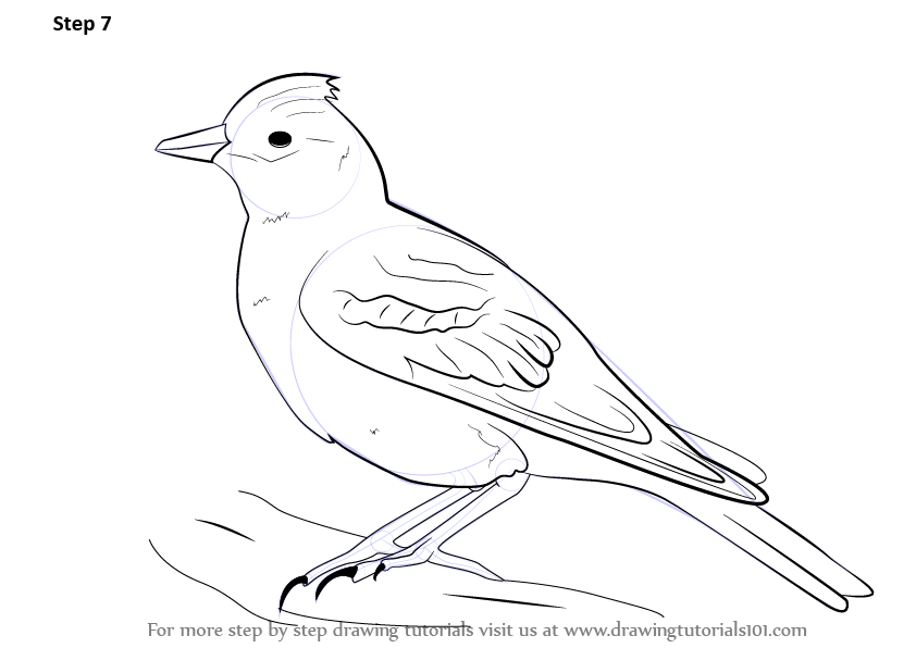842x596 Learn How To Draw A Skylark (Birds) Step By Step Drawing Tutorials