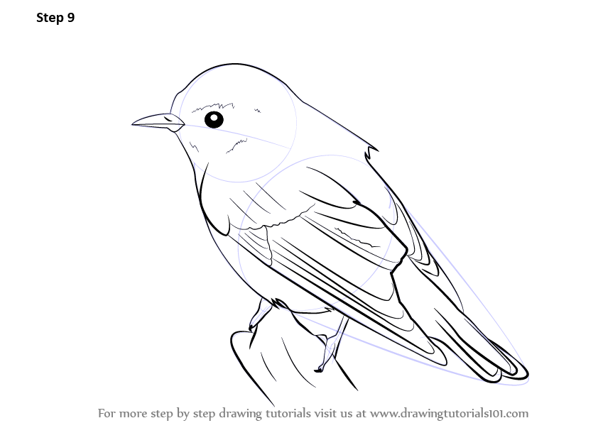 842x596 Learn How To Draw A Wood Warbler (Birds) Step By Step Drawing