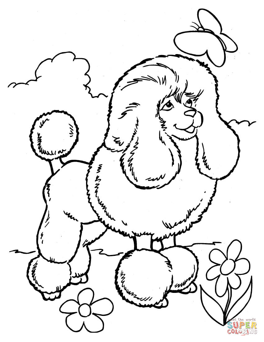 850x1100 Toy Poodle Coloring Page Free Printable Coloring Pages