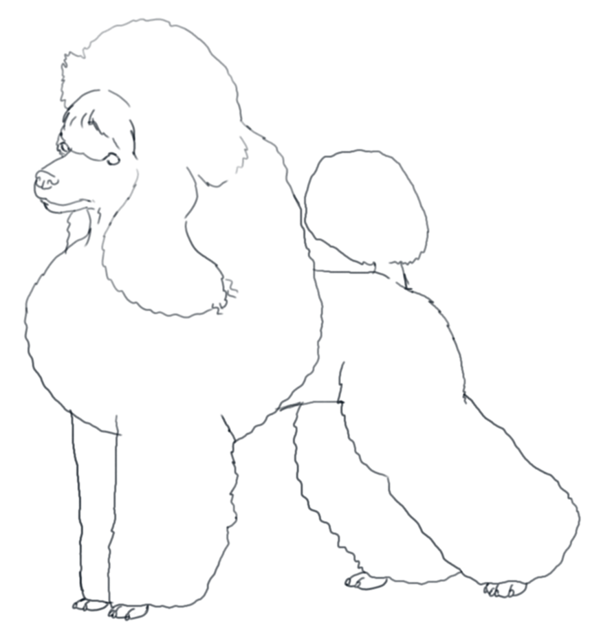 Toy Poodle Drawing at GetDrawings | Free download