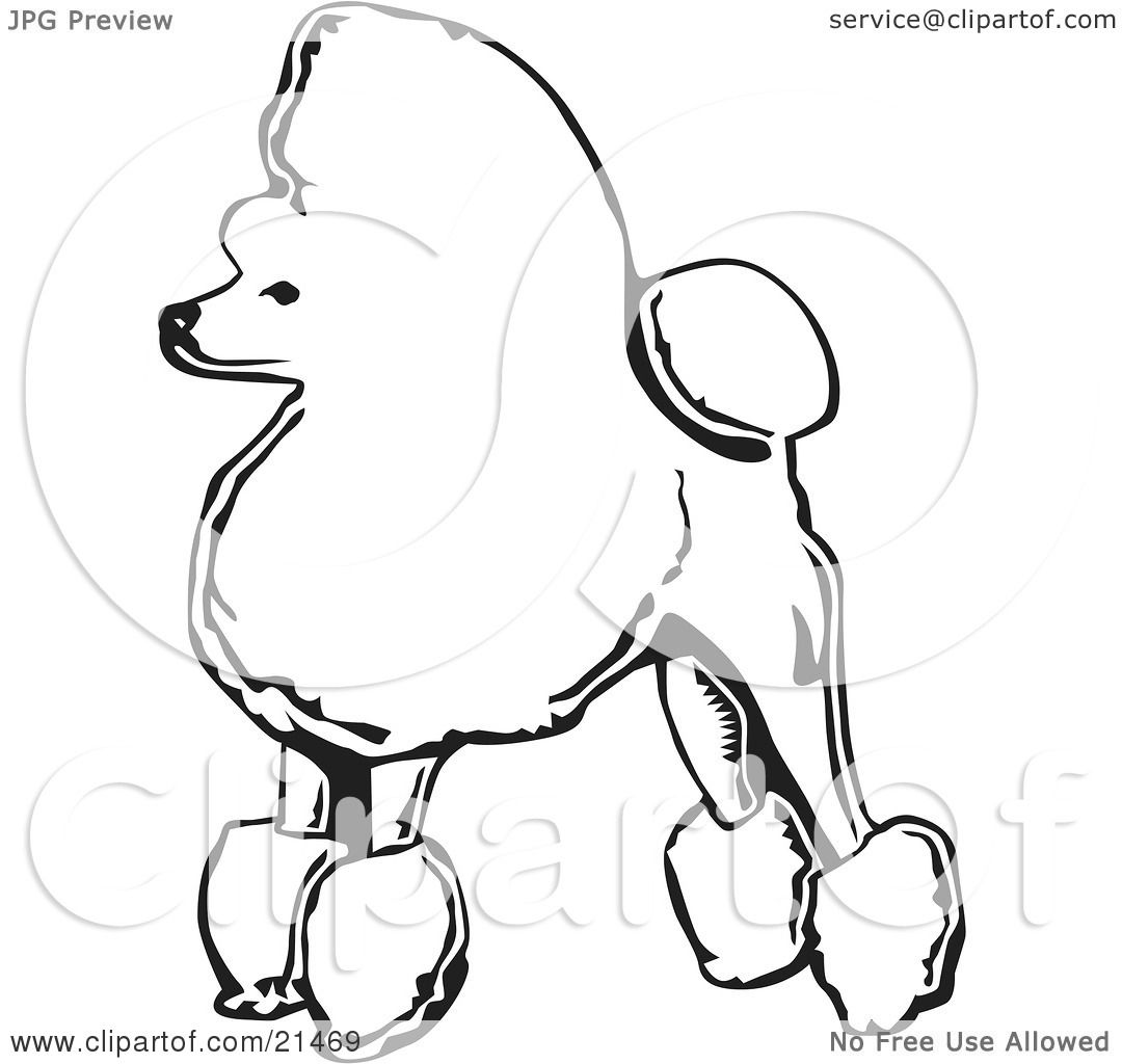 1080x1024 Clipart Illustration Of A Fancy Toy Poodle Dog Standing In Profile