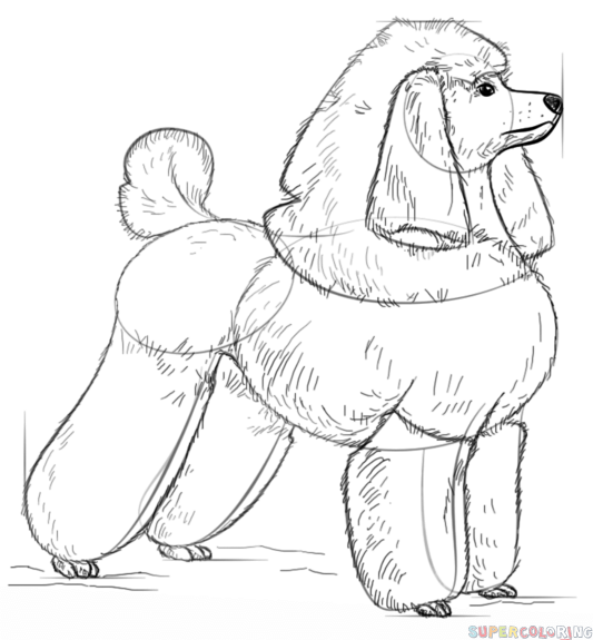 533x575 How To Draw A Poodle Step By Step Drawing Tutorials