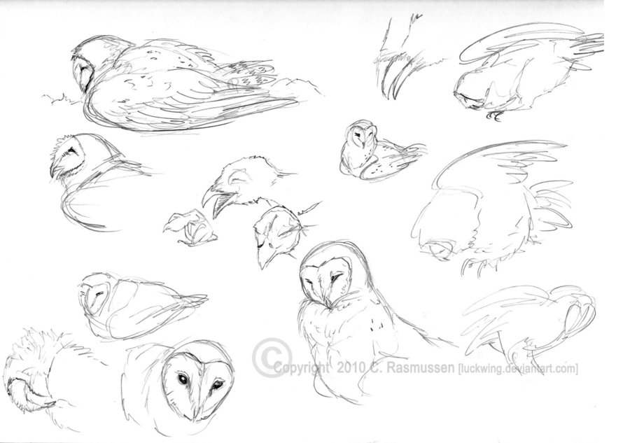 900x633 Barn Owl Sketches By Luckwing
