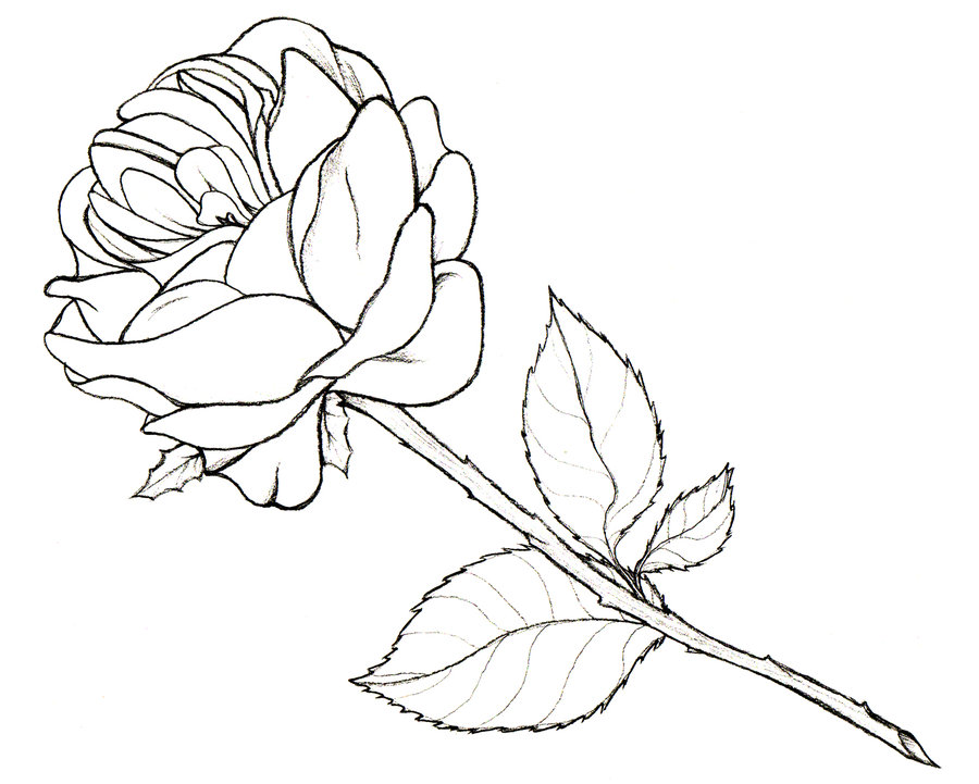 Traditional Rose Drawing at GetDrawings | Free download