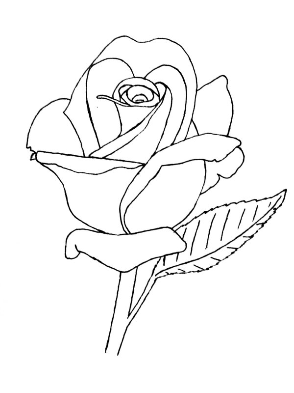 Traditional Rose Drawing at GetDrawings | Free download