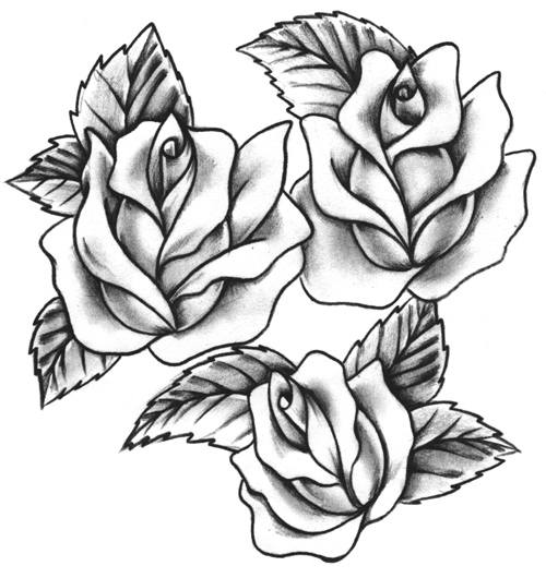 500x530 Gallery Images And Information Three Roses Tattoo Outline