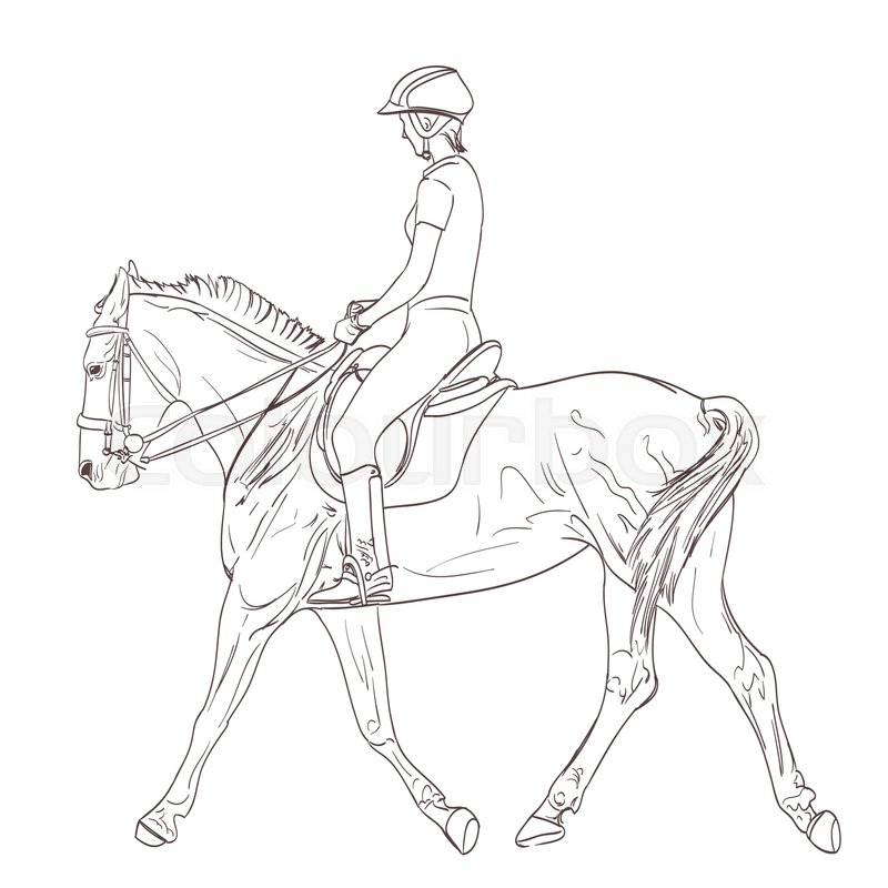 800x800 A Horse Rider Drawing. Equestrian Training Line Art Illustration