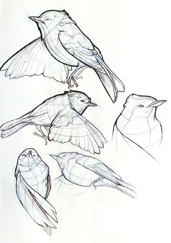 600x851 Design Principles