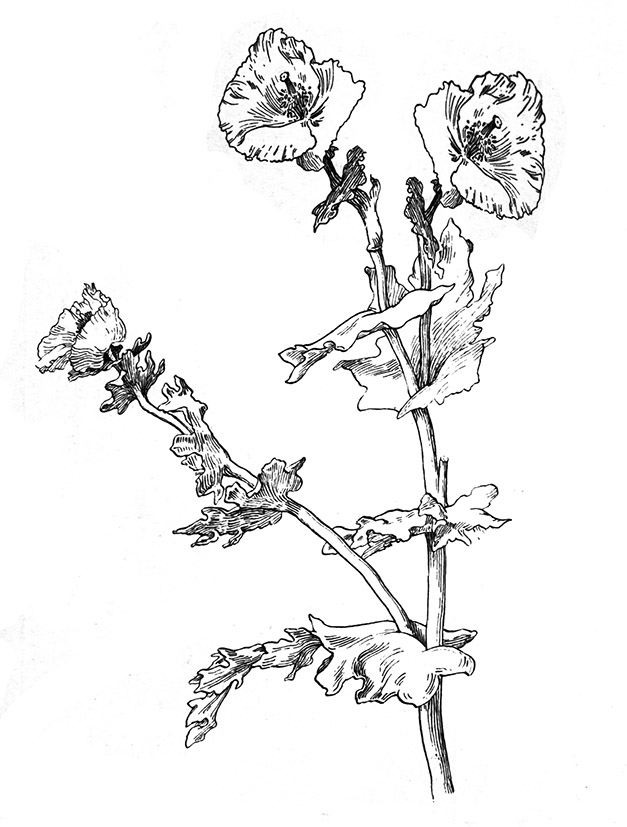 627x827 Flower Sketches