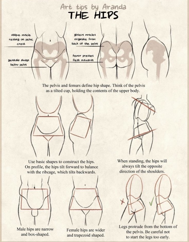 639x819 Pin By Logan On Hips Anatomy, Anatomy Tutorial
