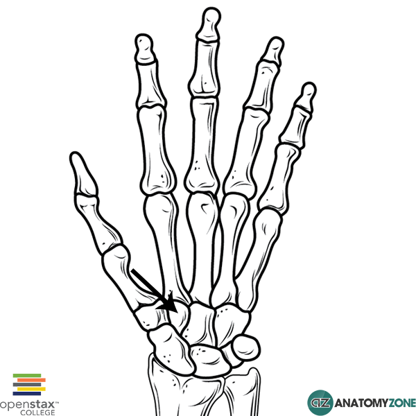 600x600 Trapezoid Bone Musculoskeletal, Skeletal Anatomyzone
