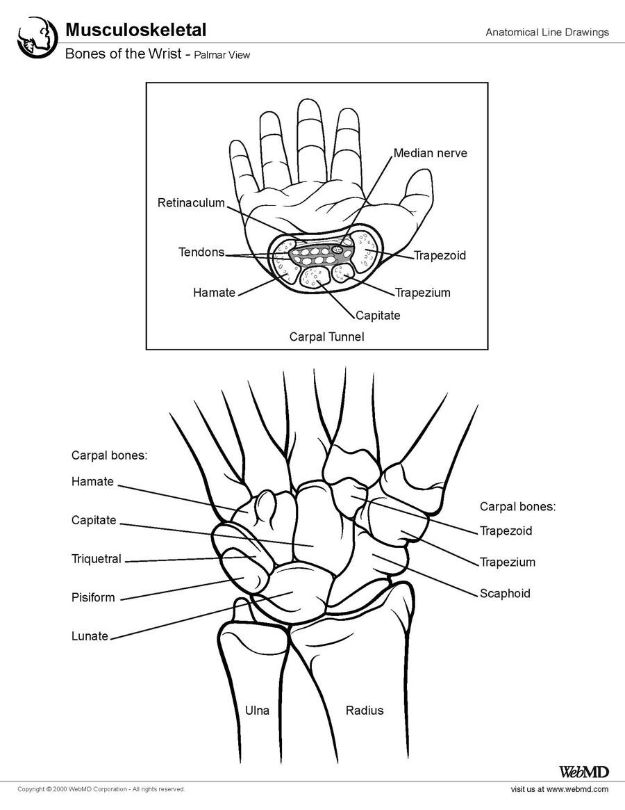 900x1165 Easy To See And Understand Cutaway And Drawing Of Wrist Bones