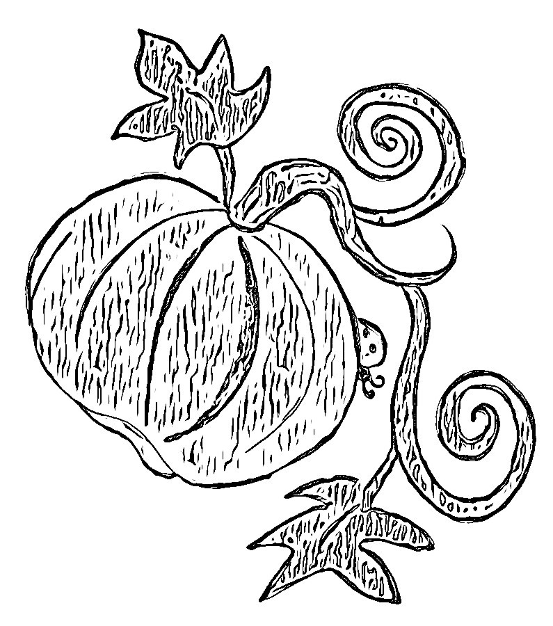 795x900 Treasure Box Drawing For Jesus Pumpkins