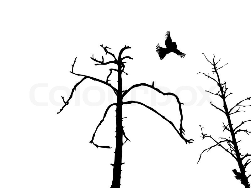 800x600 Silhouette Dry Tree And Birds Isolated On White Background Stock