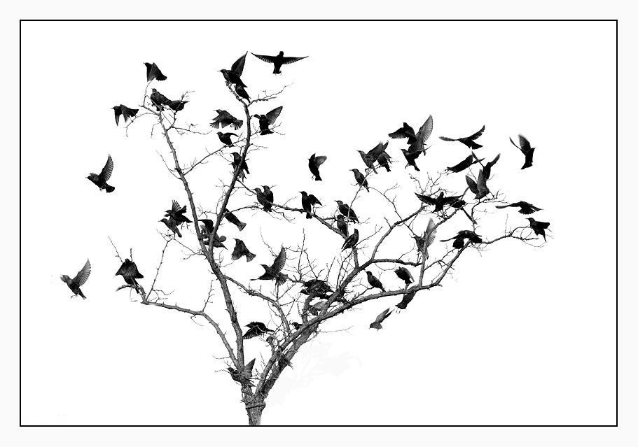 911x639 Fly, Bird, Tree, Starlings, Black, White