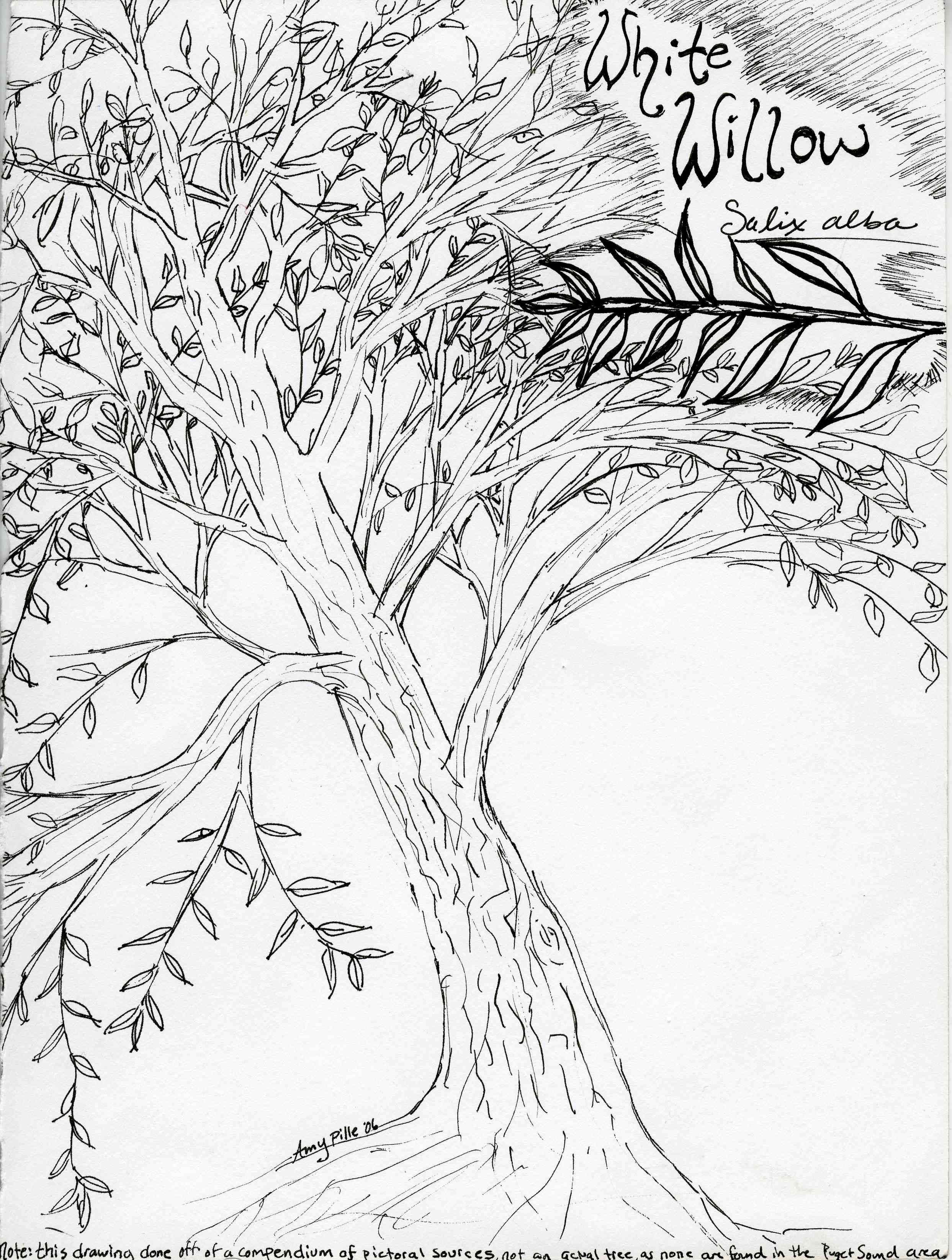 2486x3291 Weeping Willow Coloring Pages