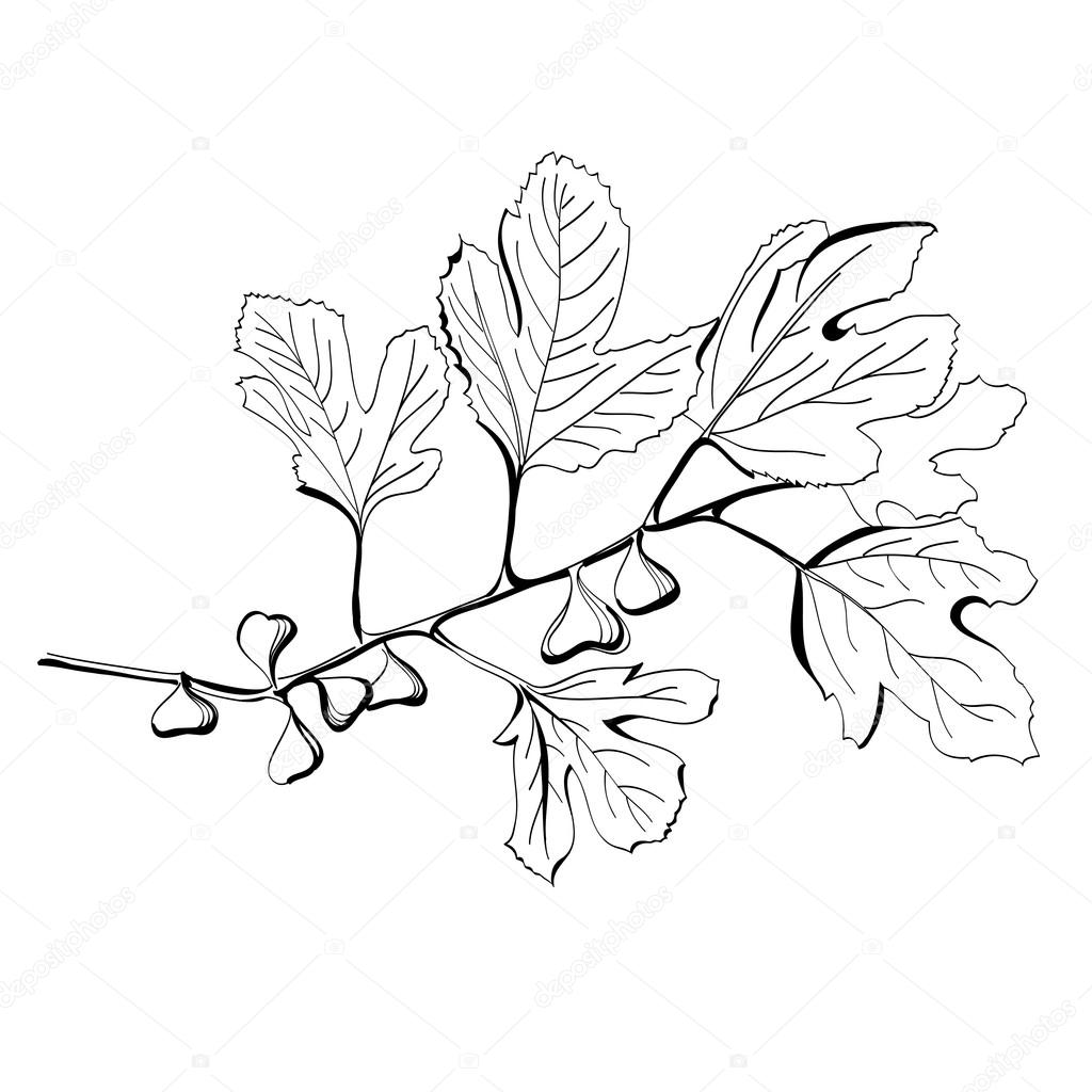 1024x1024 Stylized Black And White Drawing Of A Branch Of Fig Tree Stock
