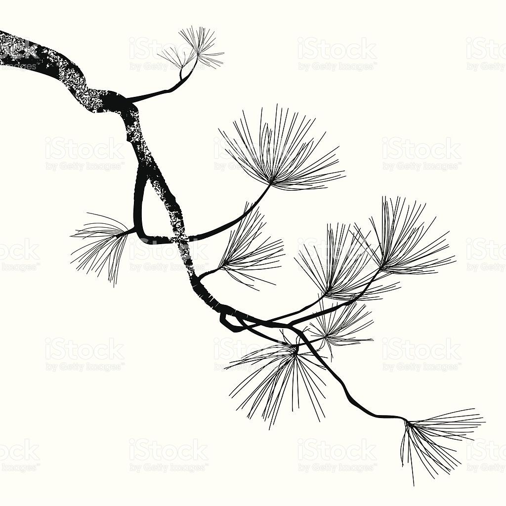 1024x1024 Illustration Of The Pine Branch Can Be Easy Change To Another