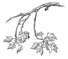 Tree Branch Drawing at GetDrawings | Free download