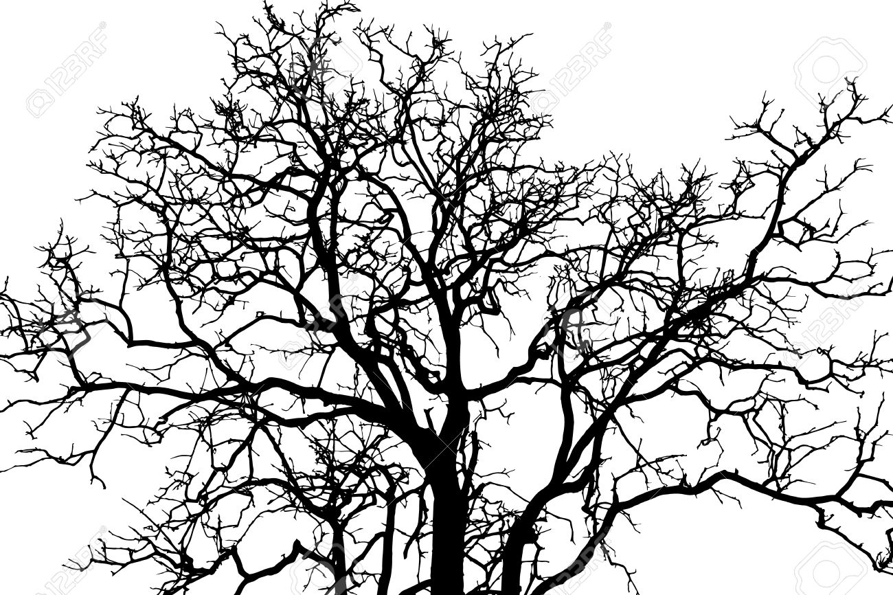 1300x866 Drawn Branch Shadow Tree