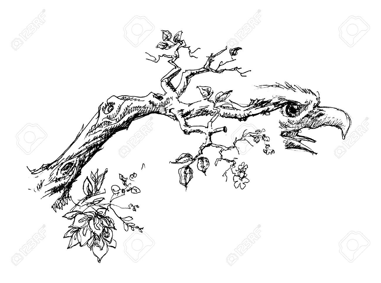 1300x965 Tree Branch With Eagle Head Sketch Royalty Free Cliparts, Vectors