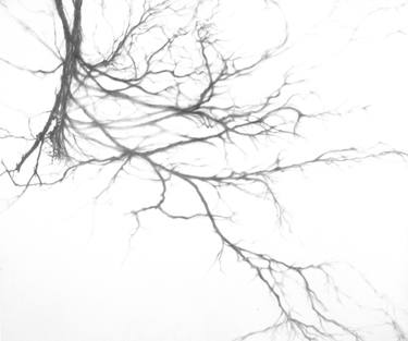 375x313 Tree Branches Drawings For Sale Saatchi Art