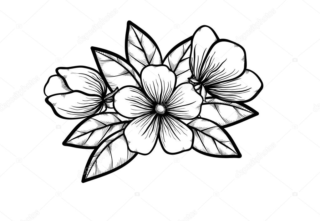 1023x709 Branch Of A Blossoming Tree In Graphic Black White Style, Drawing