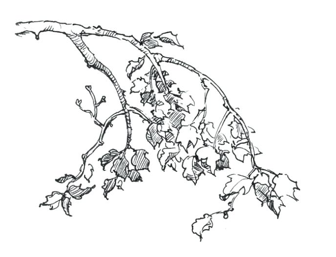 688x526 Great Extraordinary Tree Branch Coloring Page Fee Medium Size