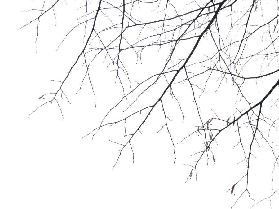 900x675 Branches Png By Simfonic