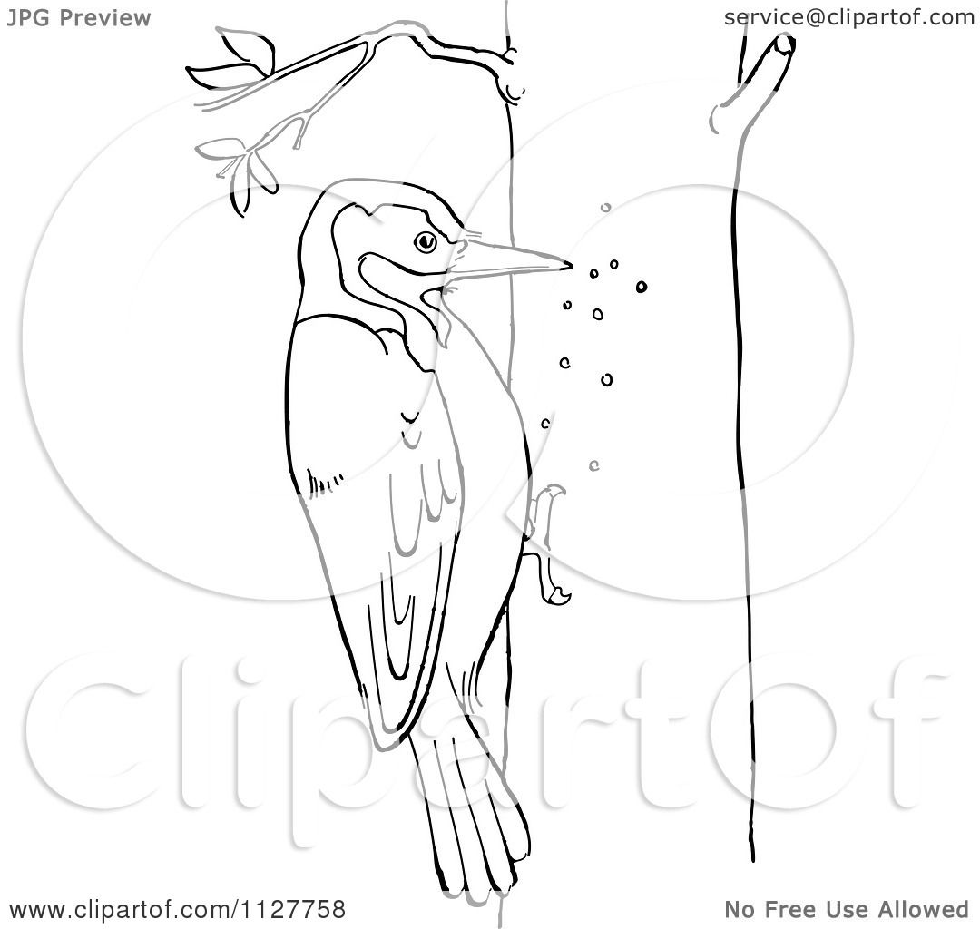 1080x1024 Cartoon Of A Retro Vintage Black And White Woodpecker On A Tree