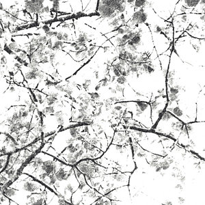 300x300 Charcoal Drawing Photographs