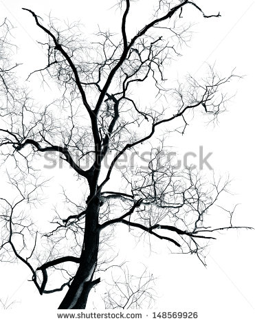 371x470 Dead Tree Without Leaves Isolated On White Background ,can Be Used