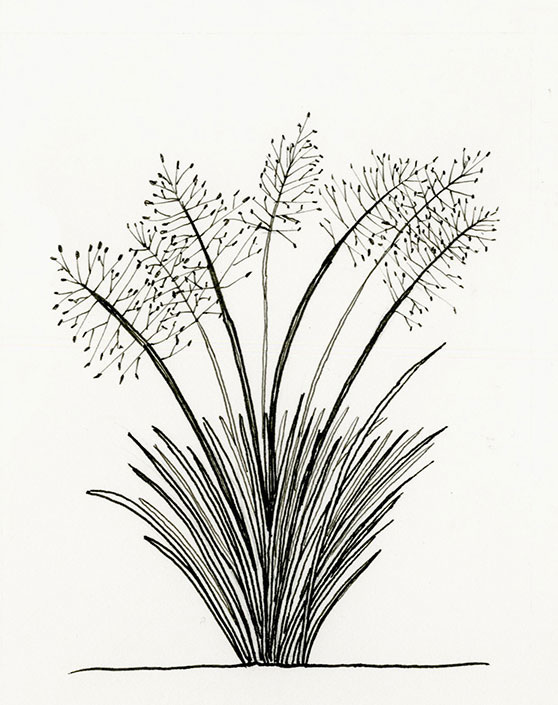 558x705 Hand Drawing