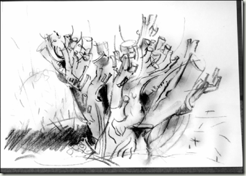 354x253 Pencil And Leaf Drawing Willows With Willow Charcoal.