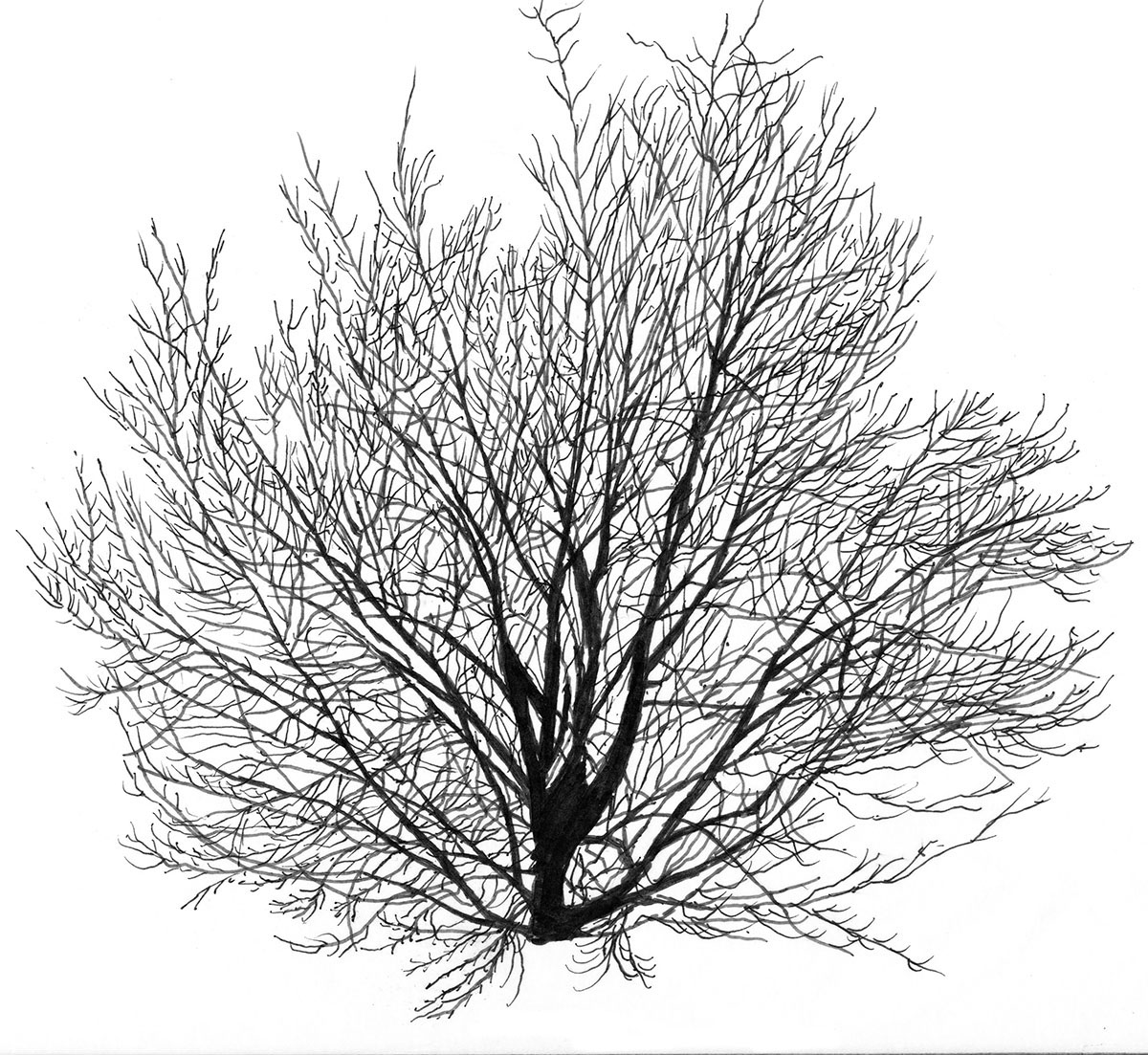 1200x1103 Resource Or Hazard Design Implications For Stemflow From Urban