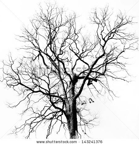 450x470 47 Best Trees Images On Drawing Reference, Drawing