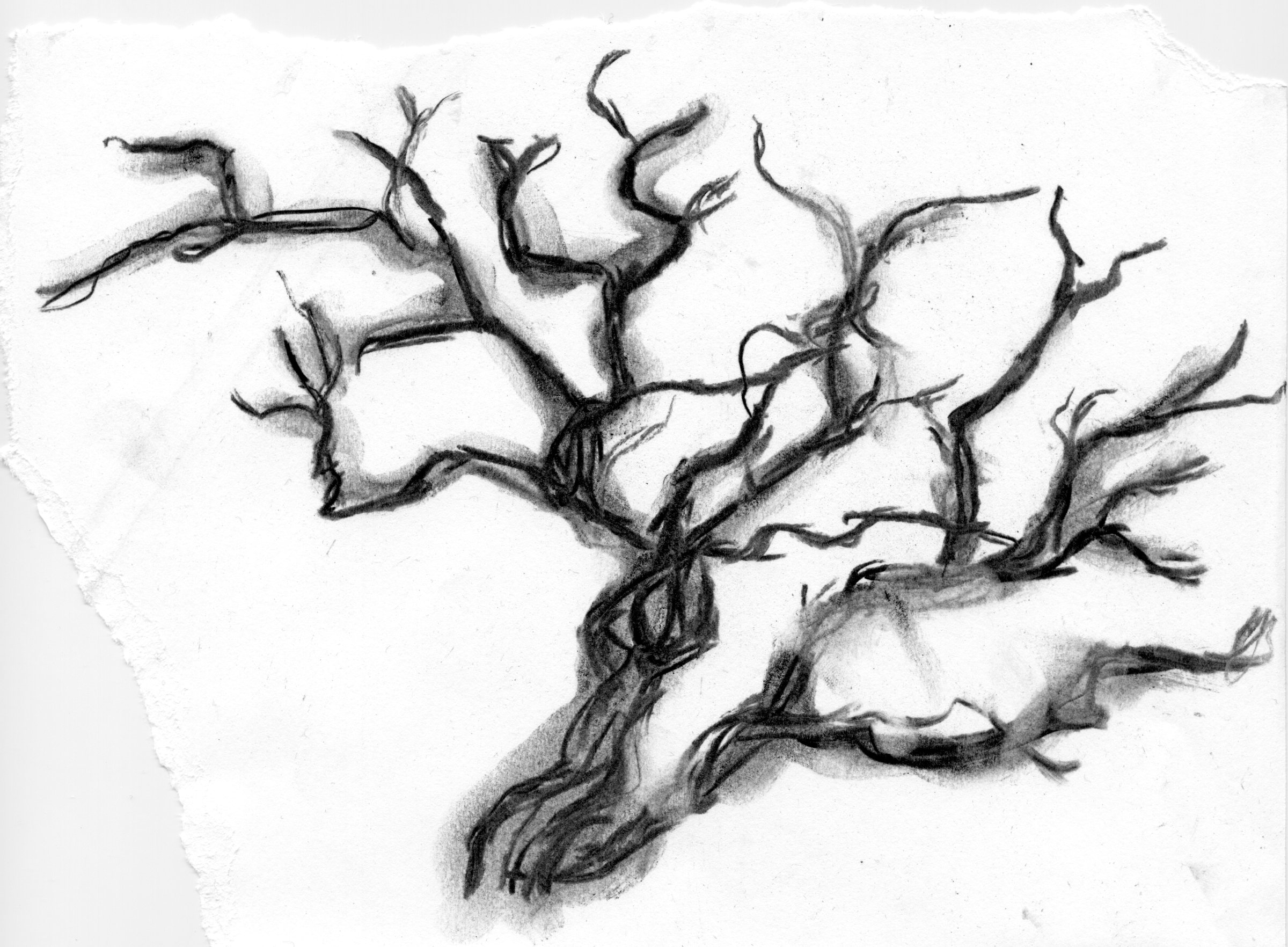 2400x1764 Charcoal Archives