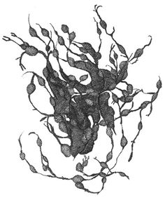 236x285 Stick And Ink Drawings