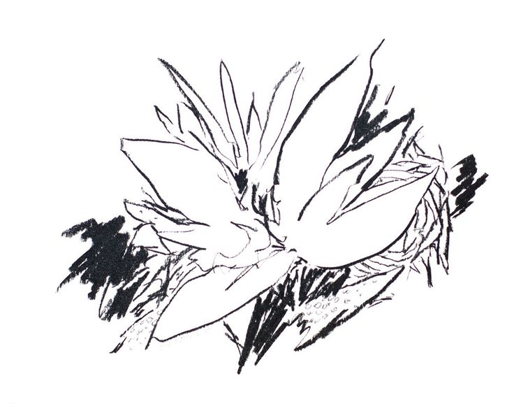 736x578 53 Best Flowers, Forests, And Ferns Charcoal And Ink Drawings