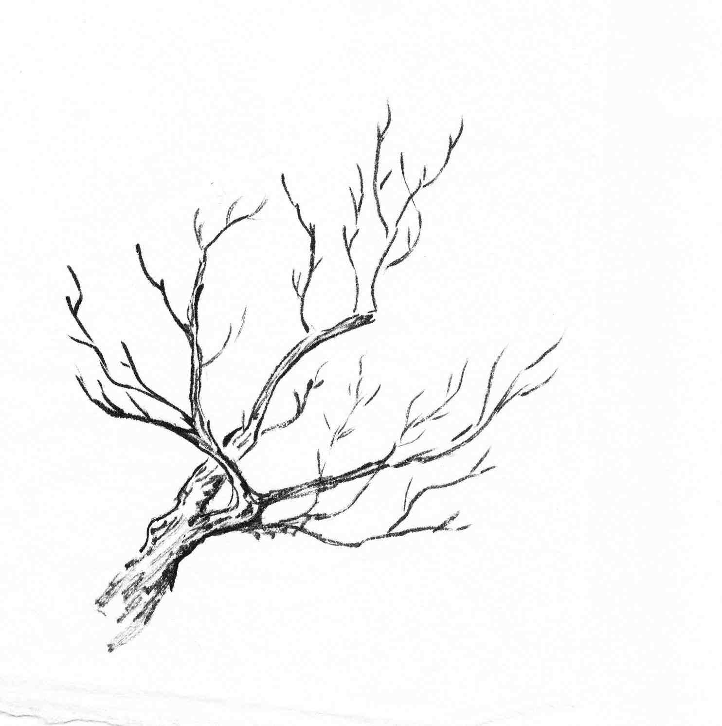 1484x1492 Tree Branches Drawing