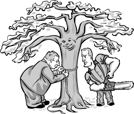 450x385 Heritage Tree Ordinance Takes Root Tree Lovers Stand Their Ground