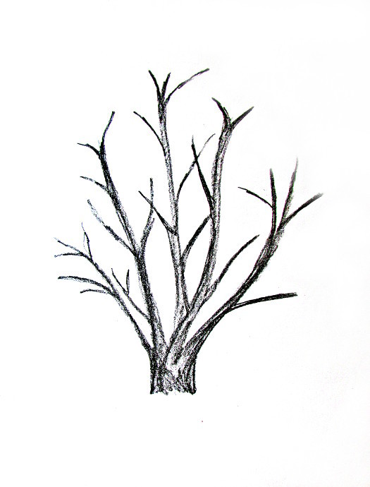 525x690 How To Draw A Tree
