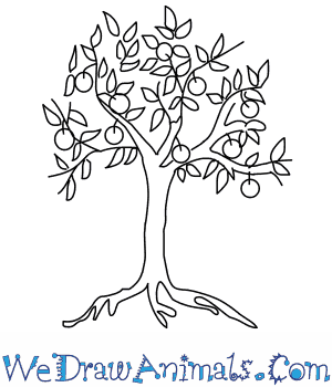 300x350 How To Draw An Orange Tree