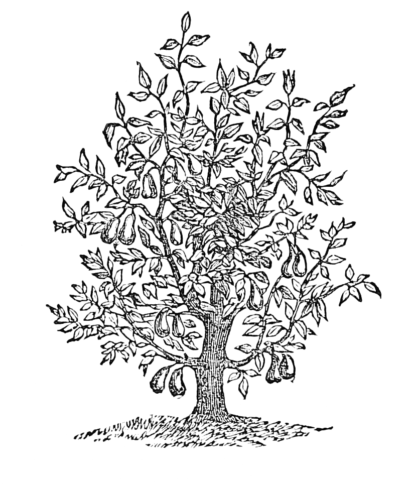 821x964 Vintage Fig Tree Drawing