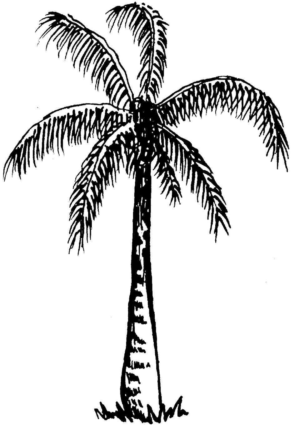 941x1375 Coloring Page Free Printable Cliparts Cliparts Banana Tree Drawing