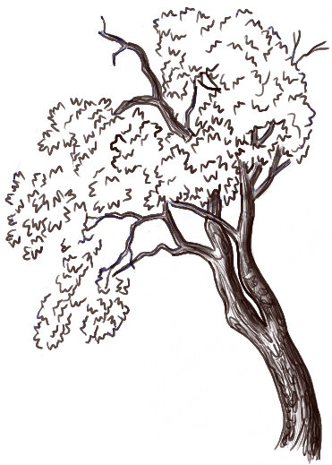 371x519 How To Draw Trees And Oak Trees With Simple Steps Tutorial